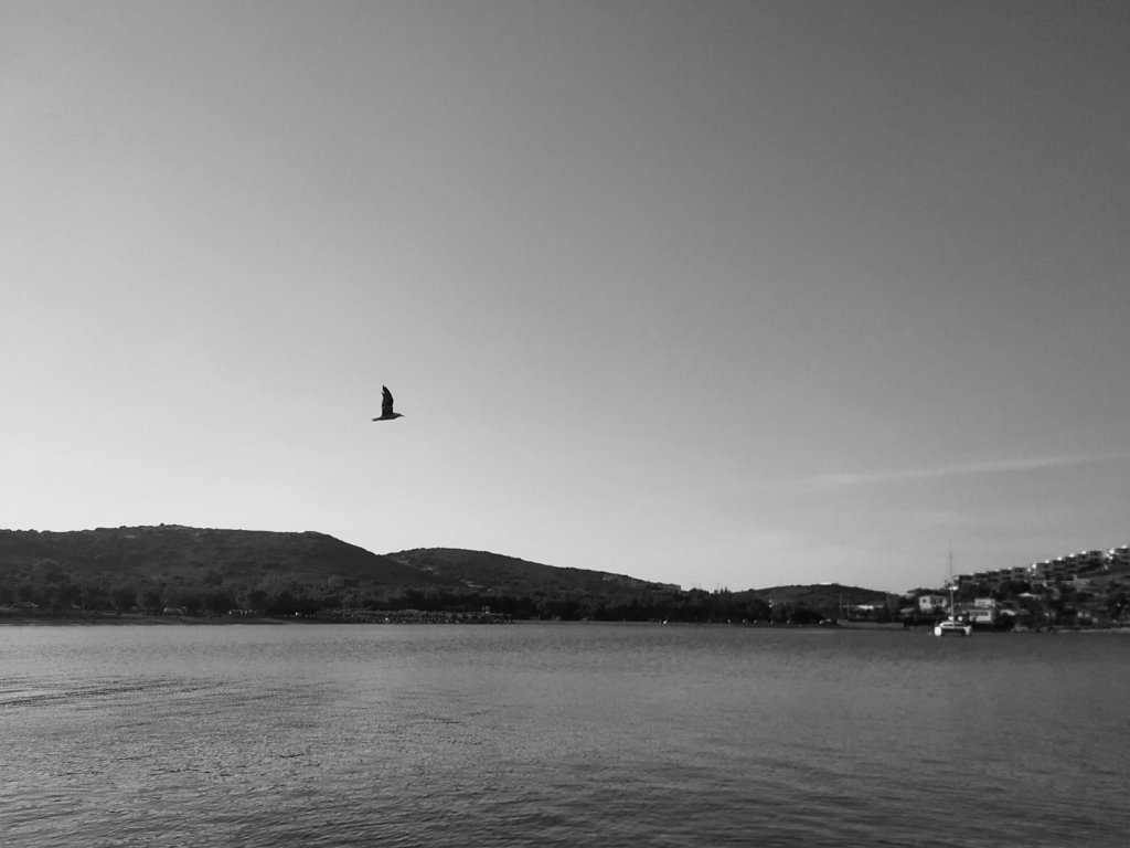 Birds flying away…